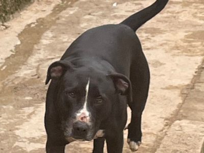 6 Cães (Adoção Urgente)