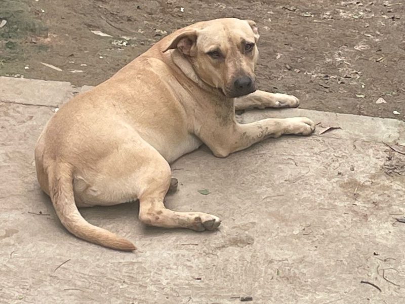 6 Cães (Adoção Urgente)