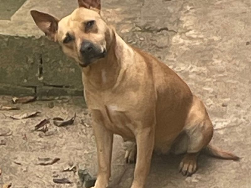 6 Cães (Adoção Urgente)
