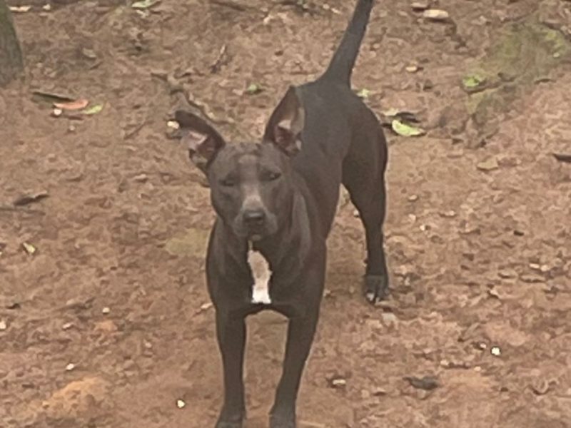 6 Cães (Adoção Urgente)