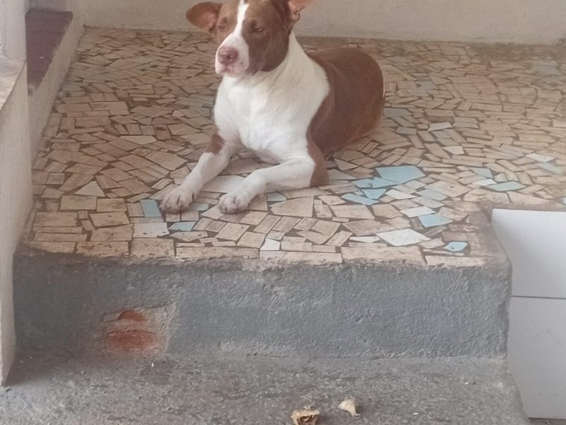 2 Cães (Adoção Urgente)