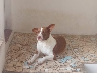 2 Cães (Adoção Urgente)