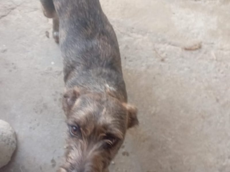 2 Cães (Adoção Urgente)
