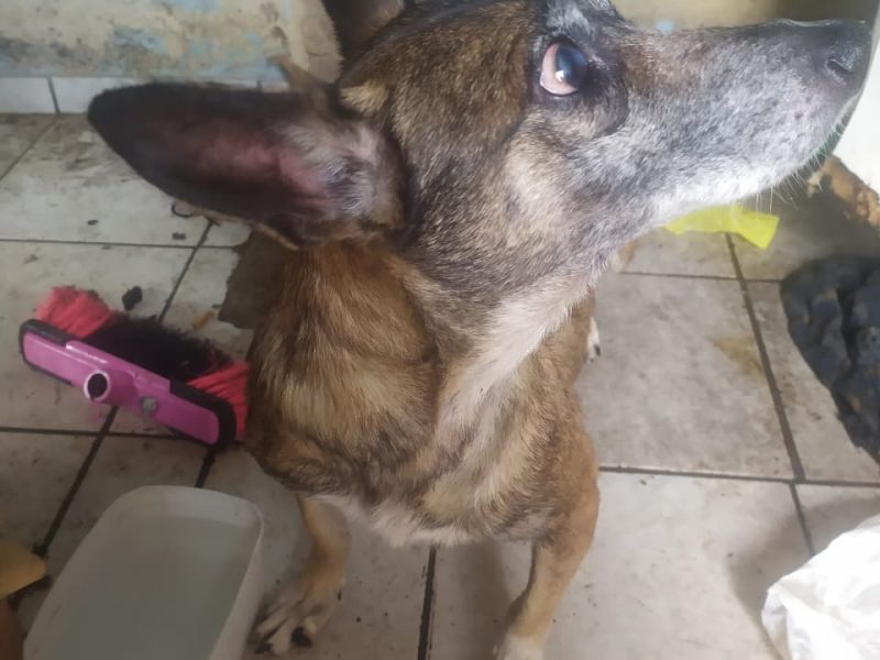 3 Cães (Adoção Urgente)