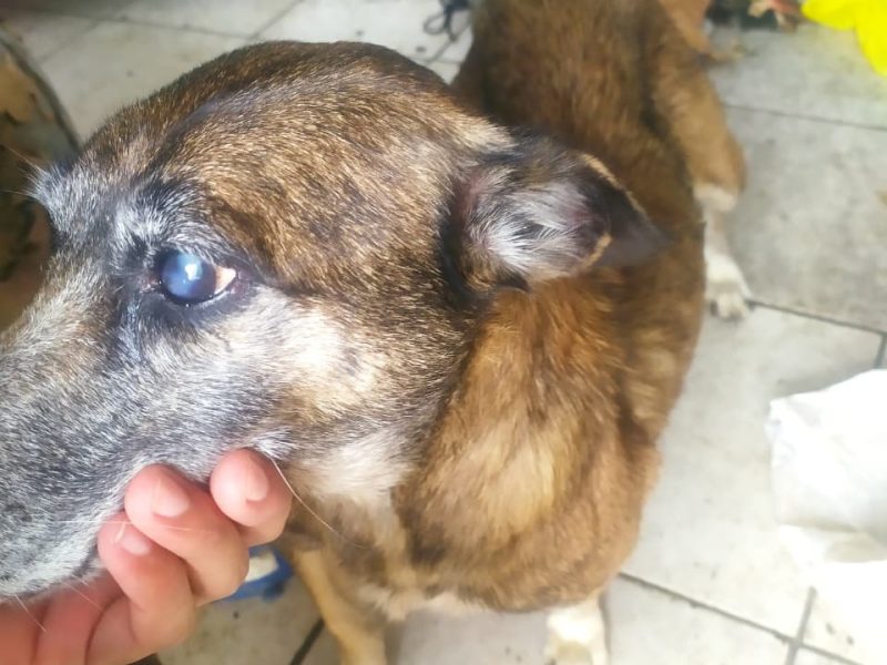 3 Cães (Adoção Urgente)