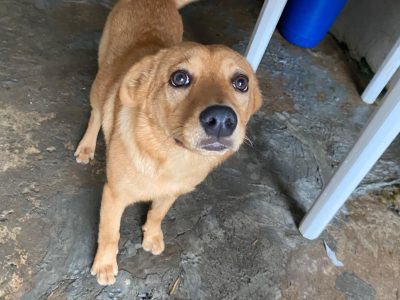 3 Cães (Adoção Urgente)