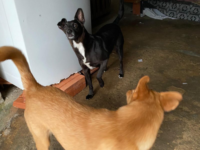 3 Cães (Adoção Urgente)