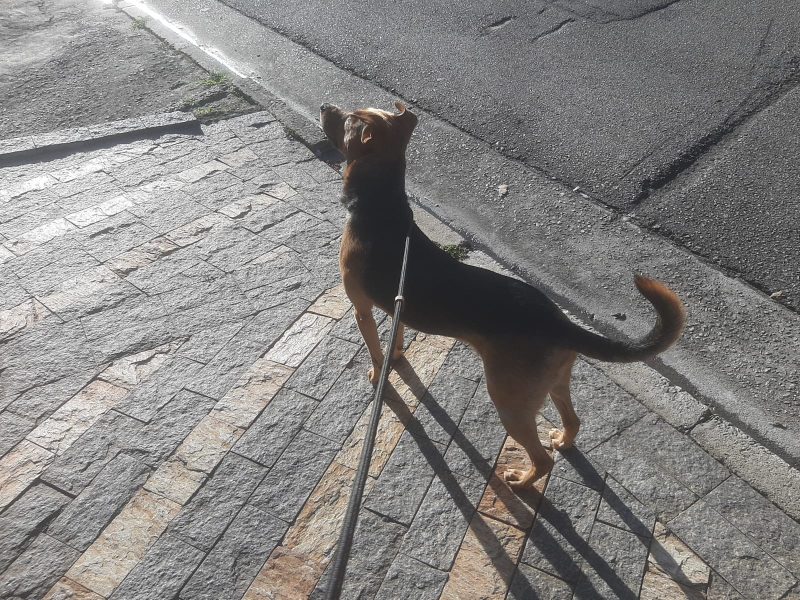 Porte M (Adoção Urgente)