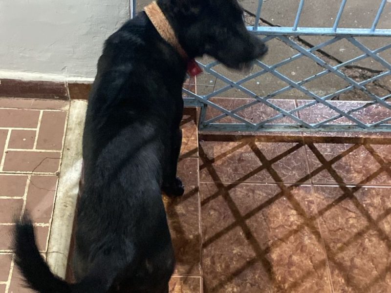 Lucky (Adoção Urgente)