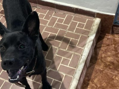 Lucky (Adoção Urgente)