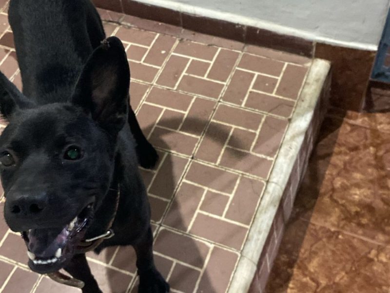 Lucky (Adoção Urgente)