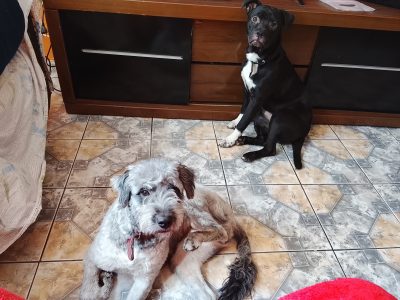 Preta e Corinthians (Adoção Urgente)