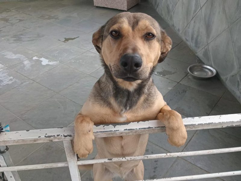 Mell (Adoção Urgente)