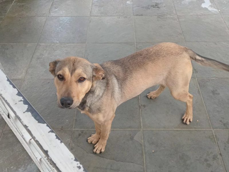 Mell (Adoção Urgente)