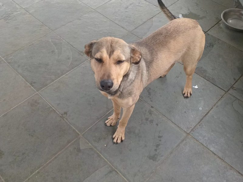 Mell (Adoção Urgente)