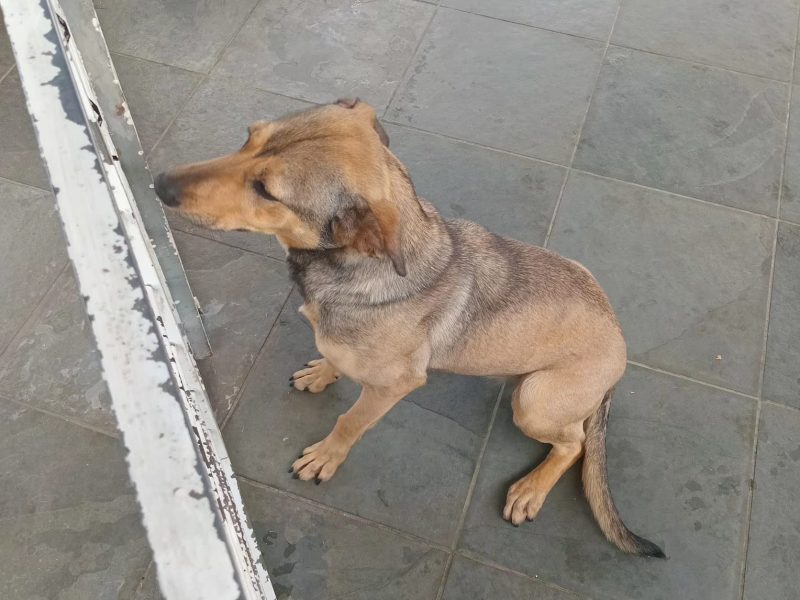 Mell (Adoção Urgente)