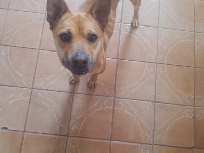 Lua (Adoção Urgente)