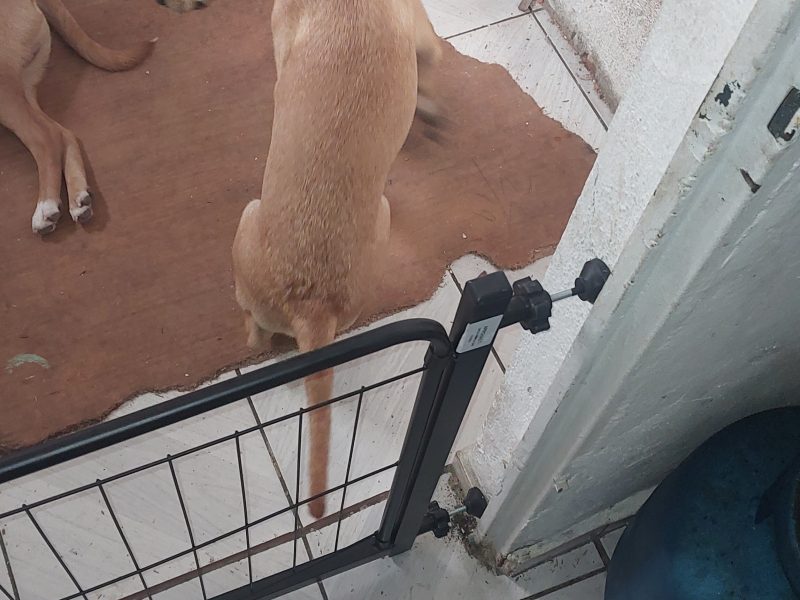 Bituca e Fumaça (Adoção Urgente)