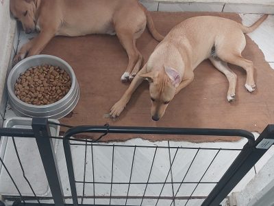 Bituca e Fumaça (Adoção Urgente)