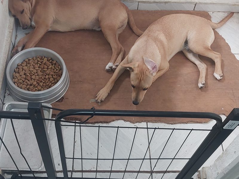Bituca e Fumaça (Adoção Urgente)