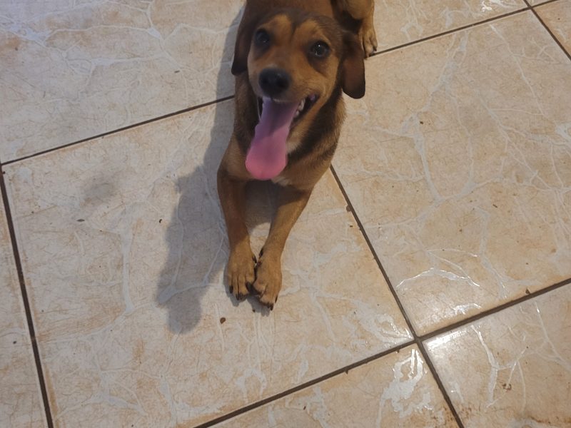5 Cães (Adoção Urgente)