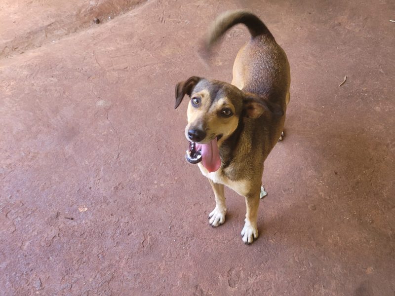 5 Cães (Adoção Urgente)