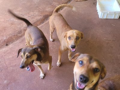 5 Cães (Adoção Urgente)