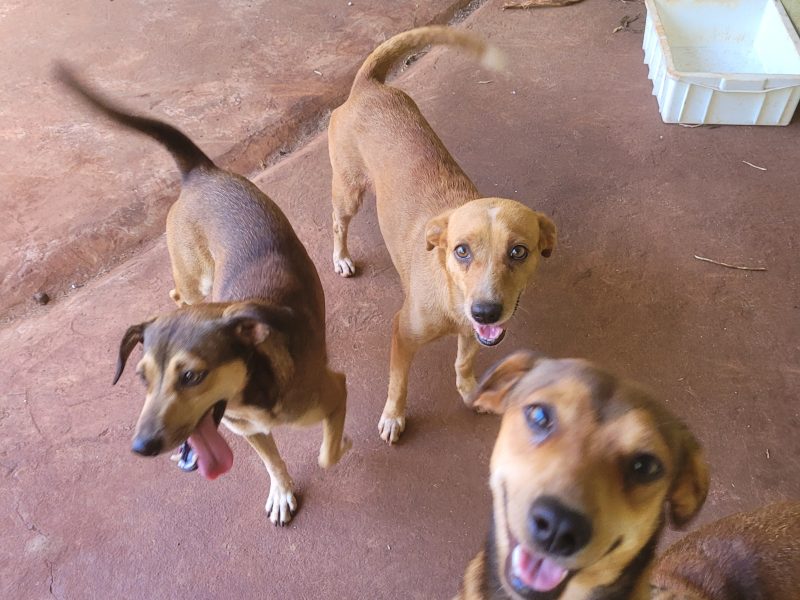 5 Cães (Adoção Urgente)