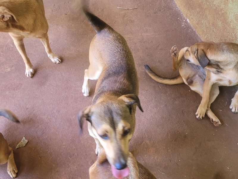 5 Cães (Adoção Urgente)