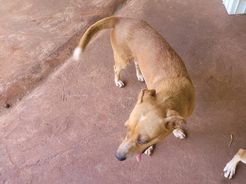 5 Cães (Adoção Urgente)