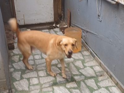 Thoy (Adoção Urgente)