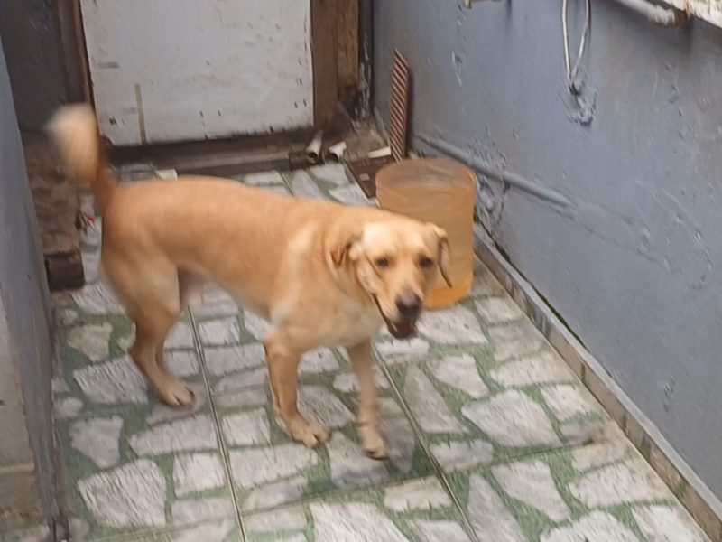Thoy (Adoção Urgente)