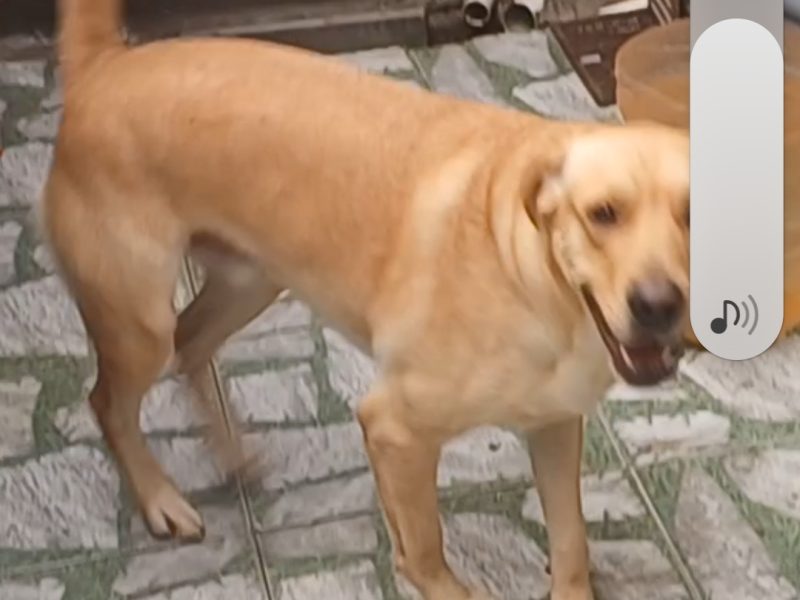 Thoy (Adoção Urgente)