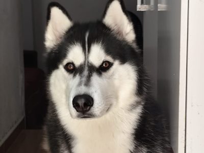 Theodoro (Adoção Urgente)