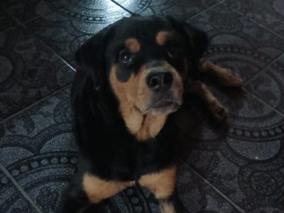 Brisa (Adoção Urgente)