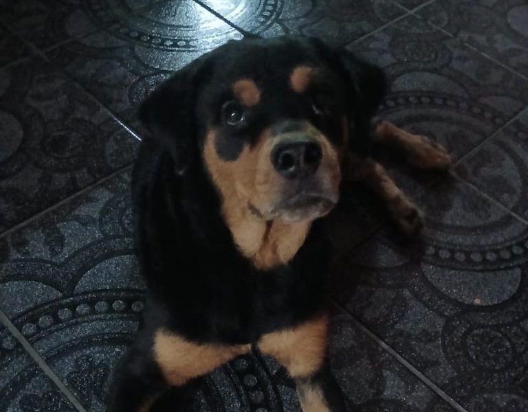 Brisa (Adoção Urgente)