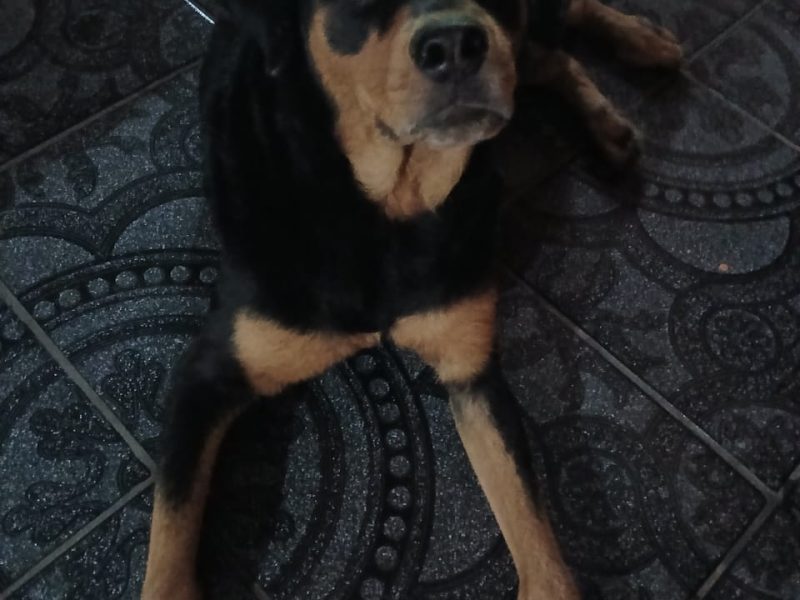 Brisa (Adoção Urgente)