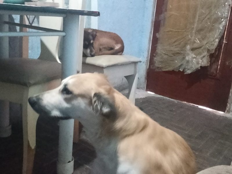Pandora (Adoção Urgente)