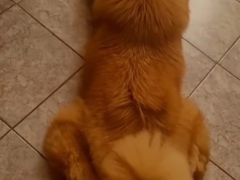 Nala (Adoção Urgente)