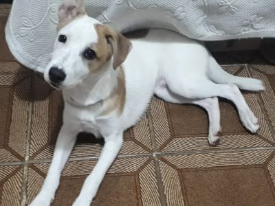 Romeu (Adoção Urgente)