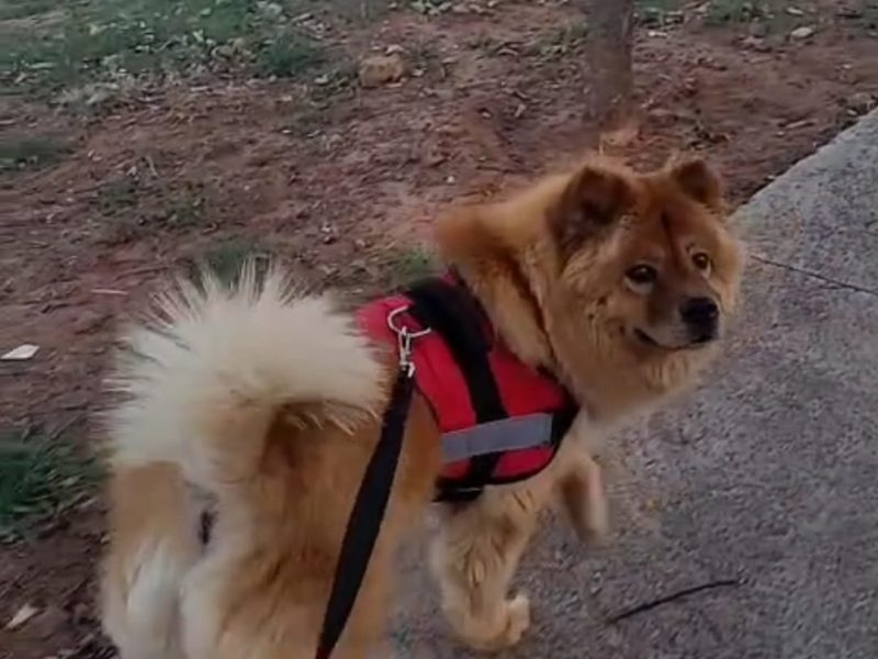 Nala (Adoção Urgente)