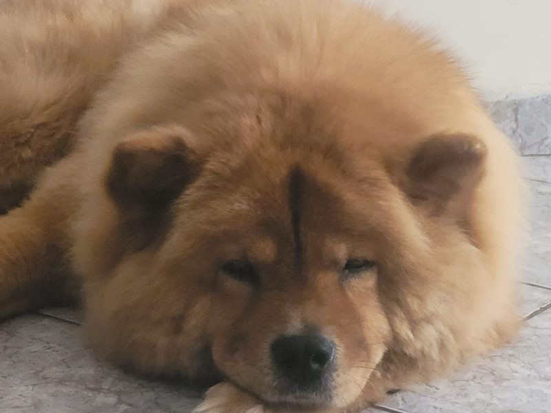Nala (Adoção Urgente)