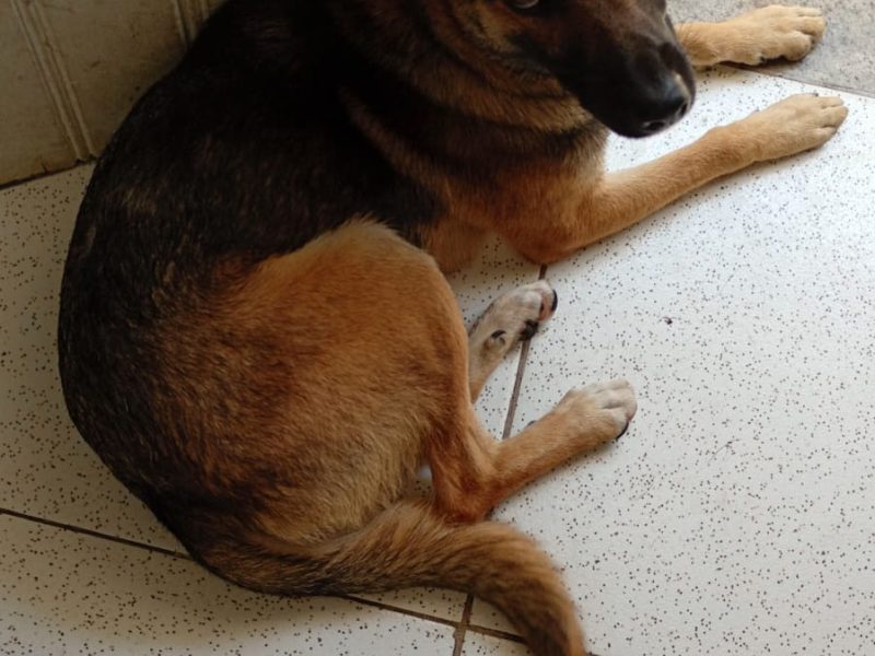 Bob (Adoção Urgente)