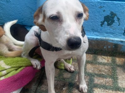 Mizu (Adoção Urgente)