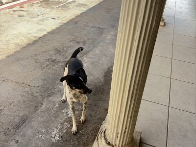Zara (Adoção Urgente)