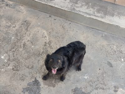 Sofia (Adoção Urgente)
