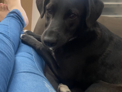 Jully (Adoção Urgente)