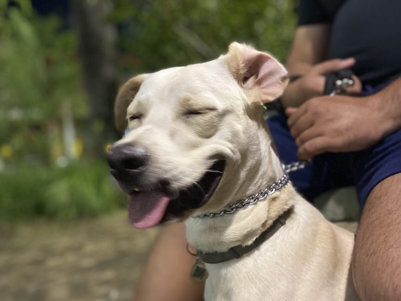 Pollo (Adoção Urgente)