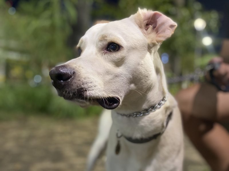 Pollo (Adoção Urgente)