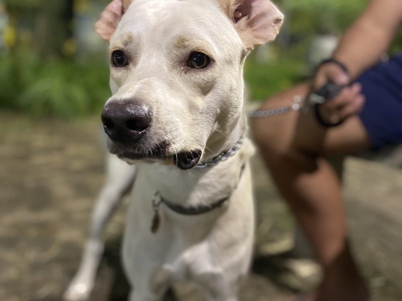 Pollo (Adoção Urgente)